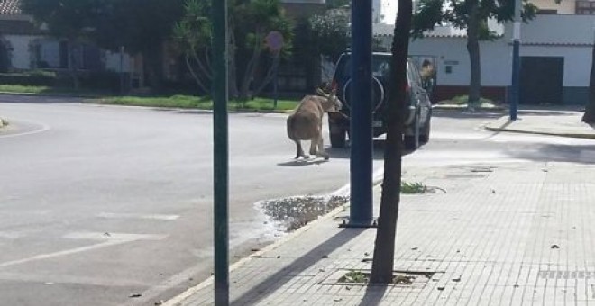 El burro atado al vehículo en Chipiona. PACMA