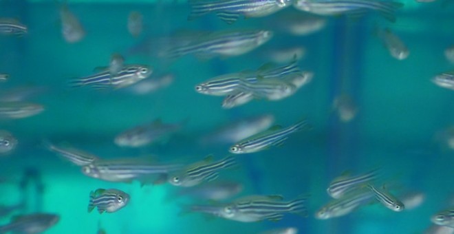 Peces cebra criados por niños de un colegio de Baltimore en EE UU. / David Schmelick and Deirdre Hammer/JHU