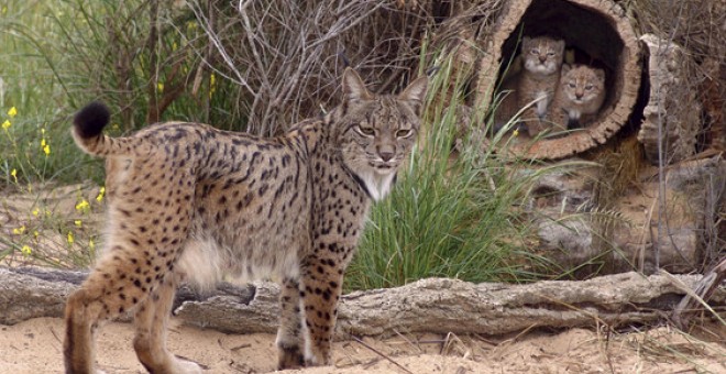 Lince ibérico (Lynx pardinus) / JM Pérez de Ayala