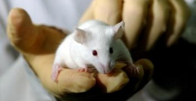 Logran que ratones rejuvenezcan, curen antes enfermedades y vivan más reprogramando sus células