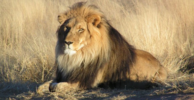 Los científicos analizaron entre 1999 y 2012 las muertes de 206 leones en Parque Nacional Hwange de Zimbabue, hogar del león Cecil. / Wikipedia
