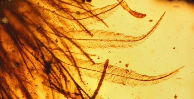 Fotografías al microscopio de las plumas de dinosaurio conservadas en ámbar.-ROYAL SASKATCHEWAN MUSEUM