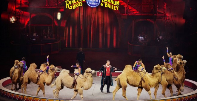 Uno de los espectáculos con animales en el circo Ringling.