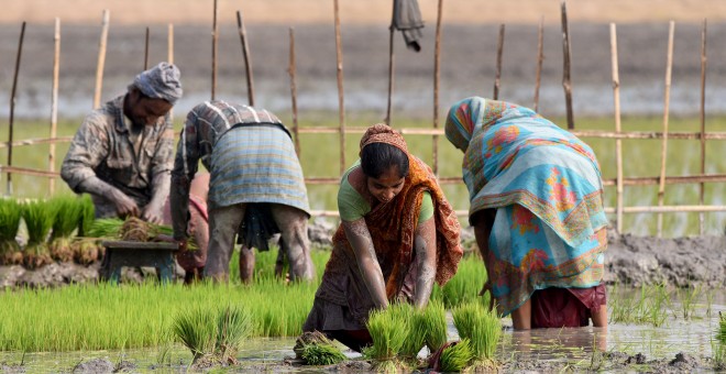 Los agricultores trabajan en un arrozal en el pueblo de Kothari, distrito de Nagaon, en la India/ REUTERS