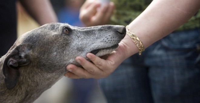 La Audiencia de Valencia prohíbe tener animales a un maltratador de perros. EFE/Archivo