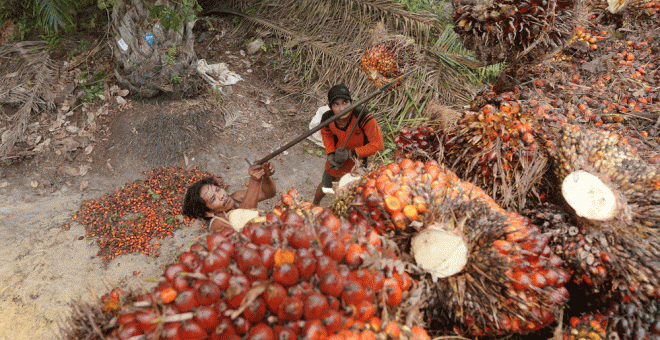 Trabajadores del las plantaciones de palma en Indonesia. AFP