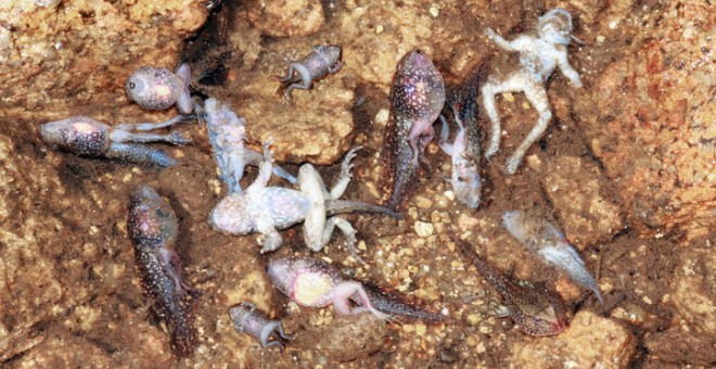 Larvas y metamórficos de sapo partero común de la Serra de Estrela infectados simultáneamente por hogos quitridios y ranavirus. SINC / Gonçalo M. Rosa