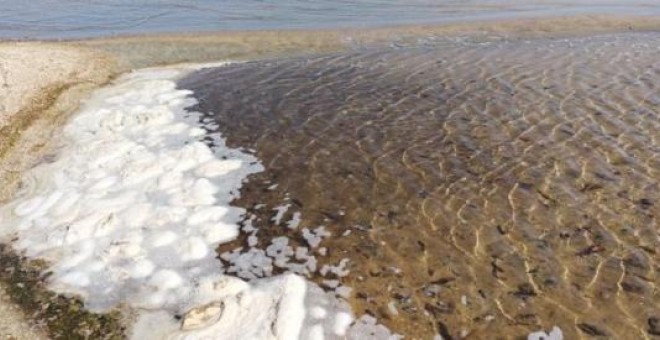Pepinos de mar muertos y estado de descomposición en una playa del Mar Menor.