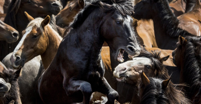 La instantánea, del fotógrafo Javier Arcenillas, es la única de un autor español seleccionada como finalista de las cinco categorías del Smithsonian Photo Contest 2016.