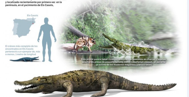 Diplocynodon ratelii, de aspecto muy similar a los caimanes actuales, acechaba presas de pequeño tamaño como roedores. / Infografía: José Antonio Peñas (SINC)