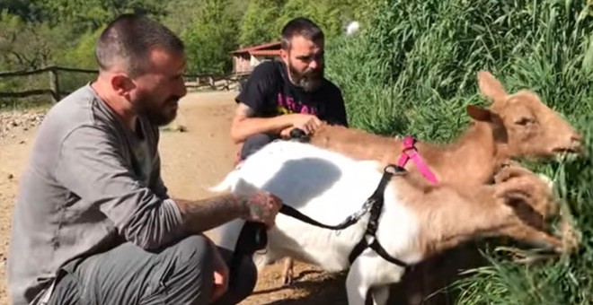 Trabajadores de Santuario Gaia pasean a las cabras ciegas /Santuario Gaia