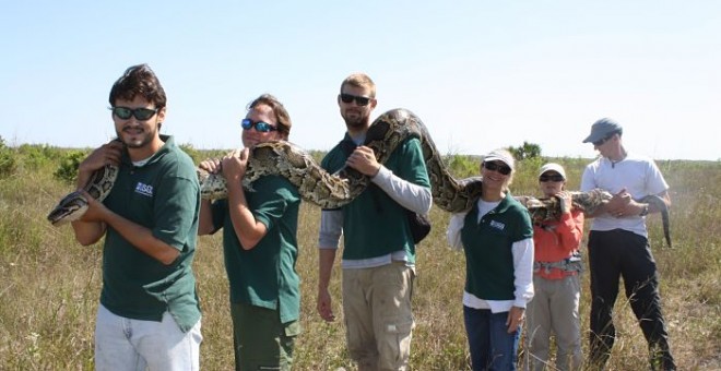 Captura de una pitón por guardias forestales en los Everglades .-FLORIDA FISH AND WILDLIFE CONSERVATION COMMISSION