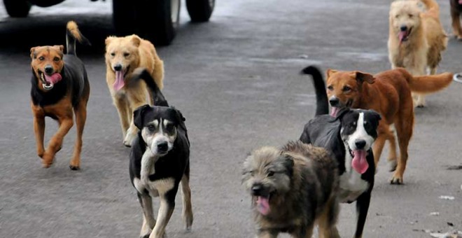 Imagen de archivo de unos perros callejeros / EFE