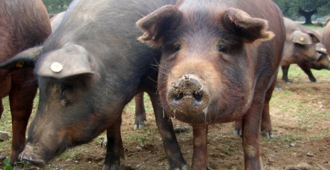 Cerdos ibéricos. Imagen: CC Wikipedia