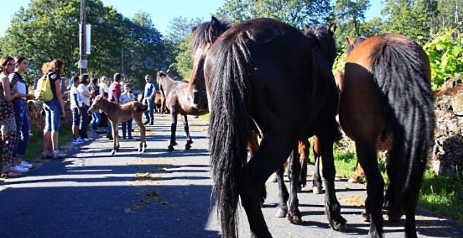 Caballos y visitantes en la vía central de Sabucedo el verano pasado