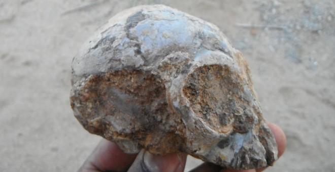 El cráneo de Alesi, perteneciente a la nueva especie extinta de mono 'Nyanzapithecus alesi'. REUTERS