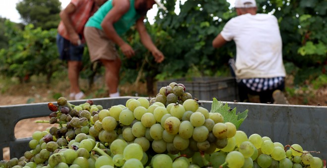 Verema a vinyes del Penedès.