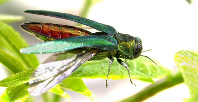 Barrenador esmeralda del fresno (Agrilus planipennis) / IUCN