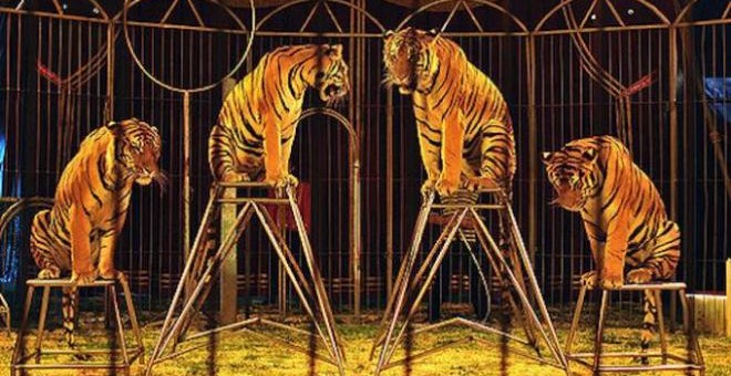 Tigres en un circo