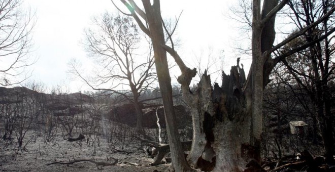 Vista general del campo arrasado por el fuego en la localidad portuguesa de Panoias. / EFE
