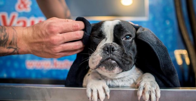 Un perro en un establecimiento de lavado de mascotas. EFE