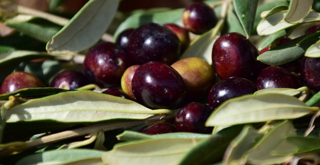 La ausencia de precipitaciones ha impedido que las variedades de oliva de mesa cojan tamaño y las ha secado en casi toda España.
