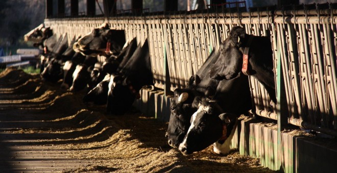 Explotació de vaques de la comarca del Pallars Sobirà
