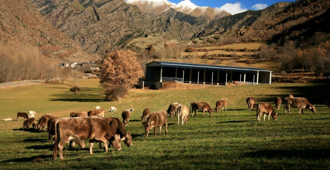 Projecte Grípia, una iniciativa per recuperar la ramaderia ecològica i extensiva a la Cerdanya