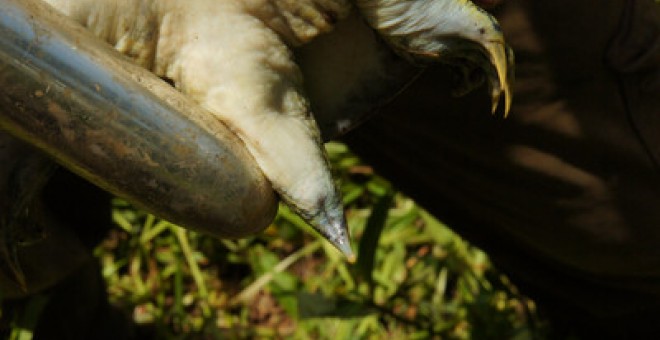 Investigadores posan un vibrador en la cola de una tortuga para averiguar su sexo./Donald MckNight