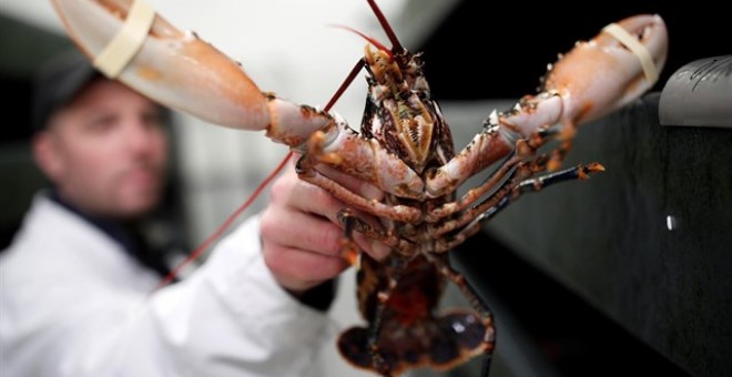 Suiza prohíbe cocinar las langostas tirándolas en agua hirviendo. / Reuters