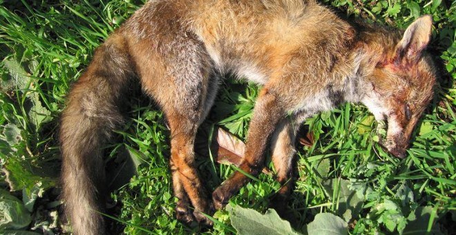 Un zorro abatido durante una de las batidas de caza de zorros en Galicia. ASOCIACIÓN LIBERA