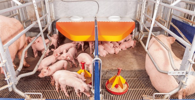Cerdos en una instalación porcina moderna./BIG DUTCHMAN