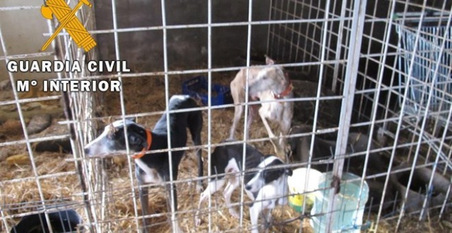 Algunos de los perros hallados en una finca de El Viso de San Juan, en una imagen facilitada por la Guardia Civil. EP