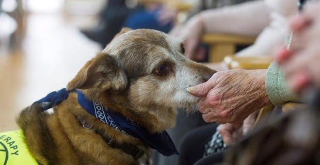 El perro Miko durante la terapia con personas mayores. EFE