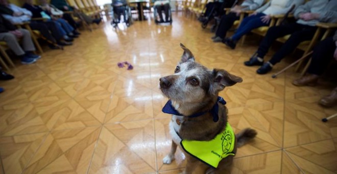 Miko es un perro que llegó a su dueña en una caja de cartón abandonada. EFE