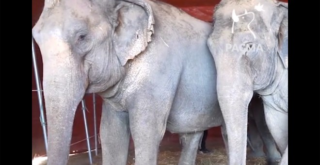 Imágenes de las elefantas accidentadas captadas por el Partido Animalista Pacma.