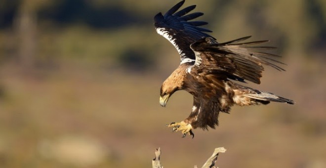 Un águila imperial ibérica. EFE