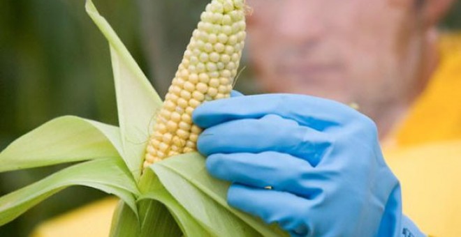 Más de un tercio de la producción de maíz en España se realiza mediante el cultivo de variedades transgénicas.