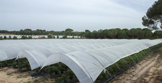 Campo de trabajo para la recolección de la fresa en Huelva. / Europa Press