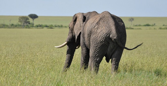 Los afroterios, como los elefantes, son el único grupo de mamíferos actuales que tienen los testículos en el interior del abdomen/Agencia SINC