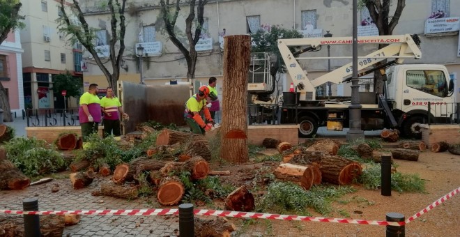 Trabajadores del Ayuntamiento de Sevilla cortan un árbol. RICARDO GAMAZA