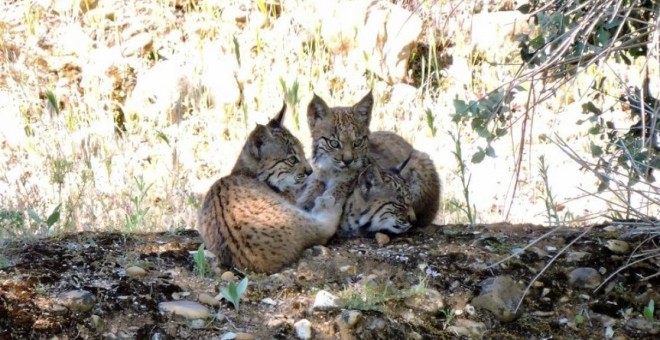 Dos de las crías de lince ibérico que han nacido en Castilla-La Mancha este año 2018. / JCCM