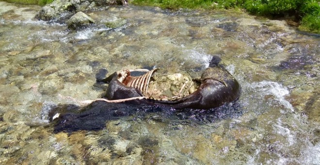 Una euga morta per l'ós Goiat a la Val d'Aran. Pyroslife