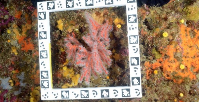 Imatge de corall vermell al fons marí. / Departament de Territori i Sostenibilitat.