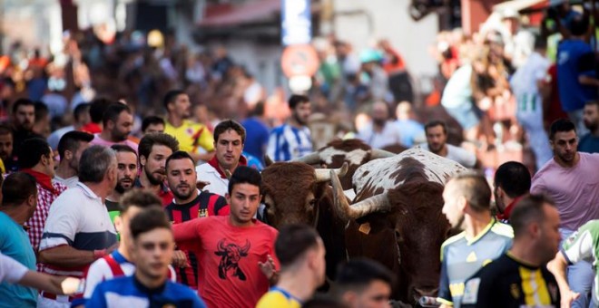 28/08/2018.- Astados de la ganadería Passanha durante el primero de los seis encierros de San Sebastián de los Reyes que se ha saldado con dos heridos leves, uno por caído y otro por un puntazo por asta de toro, tras una carrera que ha durado 1 minuto y 4