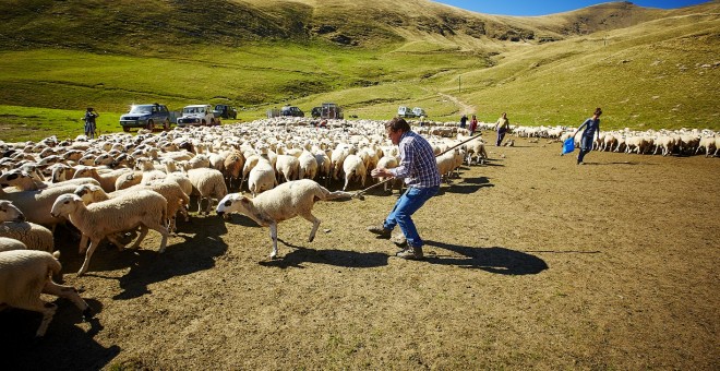 Un home a l'Escola de Pastors amb un ramat d'ovelles. Escola de Pastors