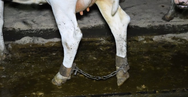 Vaca con grilletes en la granja de Somerset. IGUALDAD ANIMAL