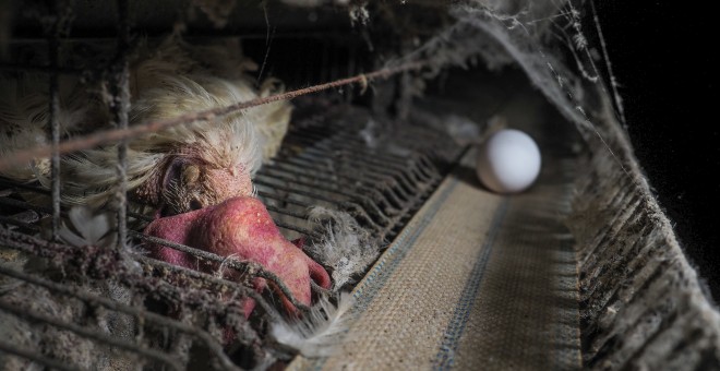 Las telas de araña y el polvo se acumulan en esta granja de los horrores en Mantua (Italia)./IGUALDAD ANIMAL