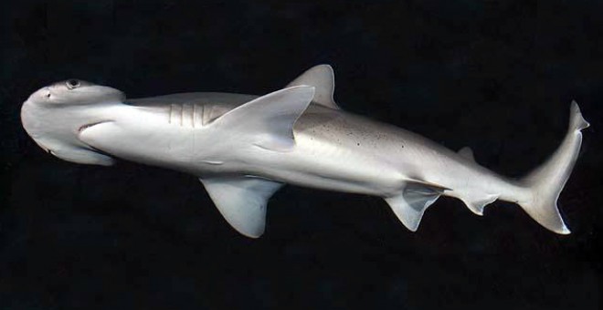 Un tiburón cabeza de pala./WIKIPEDIA