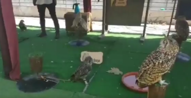 Aves rapaces atadas en una exposición en las fiestas de Majadahonda. / TWITTER - SOMOS MAJADAHONDA
